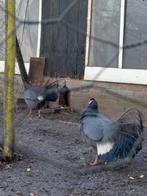 Koppel blauwoorfazanten, Ophalen, Drinken en Voederen