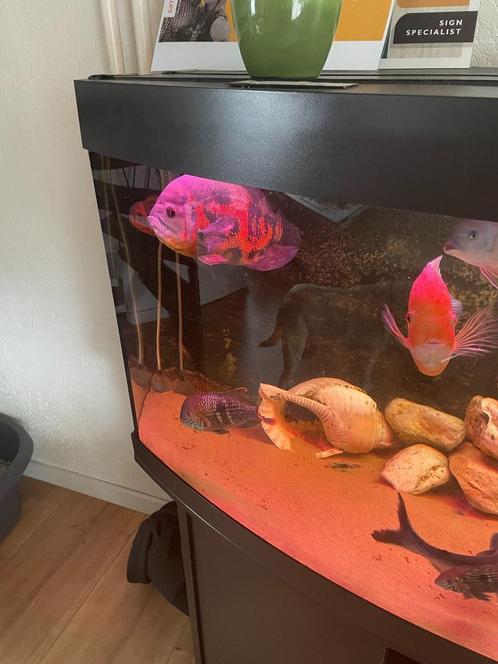 2x OSCAR, Dieren en Toebehoren, Vissen | Aquariumvissen, Zoetwatervis, Vis