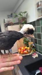 Kuifhoen kuikens, Dieren en Toebehoren, Pluimvee, Geslacht onbekend, Kip