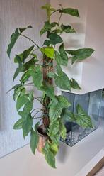 Syngonium Mottled - 120cm hoog!, Huis en Inrichting, Ophalen