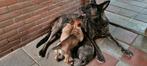 prachtige pups te koop, 8 tot 15 weken, Meerdere, Meerdere dieren, Herder
