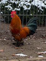 Sabelpootkriel haantjes 2 stuks te koop, Dieren en Toebehoren, Mannelijk, Kip