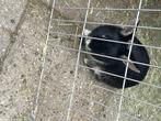 Lief tam konijn (man), Dieren en Toebehoren, Konijnen, Mannelijk, Middelgroot