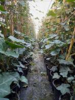 Hedera hibernica klimop 180/+ cm!, Tuin en Terras, Planten | Struiken en Hagen, Ophalen, Overige soorten, 100 tot 250 cm