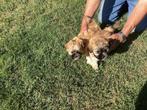 Te koop Shih Tzu puppy’s, Dieren en Toebehoren, Honden | Chihuahua's en Gezelschapshonden, Overige rassen, 8 tot 15 weken, Teef
