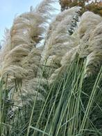 Grote pampas pluimen, Ophalen, Nieuw