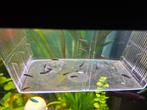 Jonge black molly's 0,75 per stuk, 10 voor 5 euro, Vis