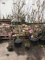 Magnolia Susan 160/175 kleur paars met wortelkluit nu /nooit, Tuin en Terras, Planten | Bomen, In pot, Halfschaduw, Lente, Overige soorten