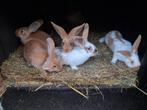 Vlaamse reus, Dieren en Toebehoren, Konijnen, Vrouwelijk, Groot, 0 tot 2 jaar