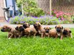 Rhodesian Ridgeback pups, Dieren en Toebehoren, Rabiës (hondsdolheid), Overige rassen, 8 tot 15 weken, Meerdere