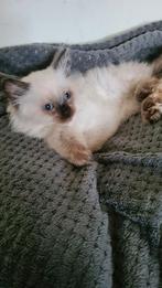 Ragdoll kittens, Dieren en Toebehoren, Katten en Kittens | Raskatten | Korthaar