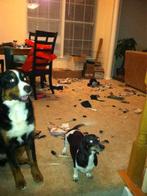 Rusteloos? Te veel energie? Ga steppen met je hond!, Ophalen of Verzenden, Nieuw