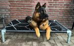 Hondenmand ✅Hondenstretcher hondenbed hondenkussen Bench pup, Dieren en Toebehoren, Hondenmanden, Ophalen of Verzenden, Nieuw