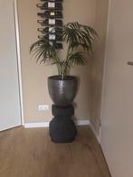 Grote Kamerplant Dracena incl pot en kolom, Ophalen of Verzenden, Zo goed als nieuw
