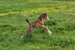 Schitterend welsh hengstveulen van A new story!, Dieren en Toebehoren, Pony's, Hengst, Recreatiepony, Met stamboom, 0 tot 2 jaar