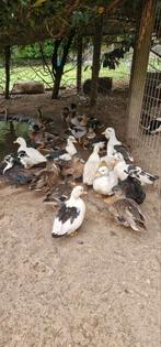 Kwakers te koop, Dieren en Toebehoren, Pluimvee, Meerdere dieren, Eend