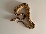 Nuclear ball python 1.0, Slang
