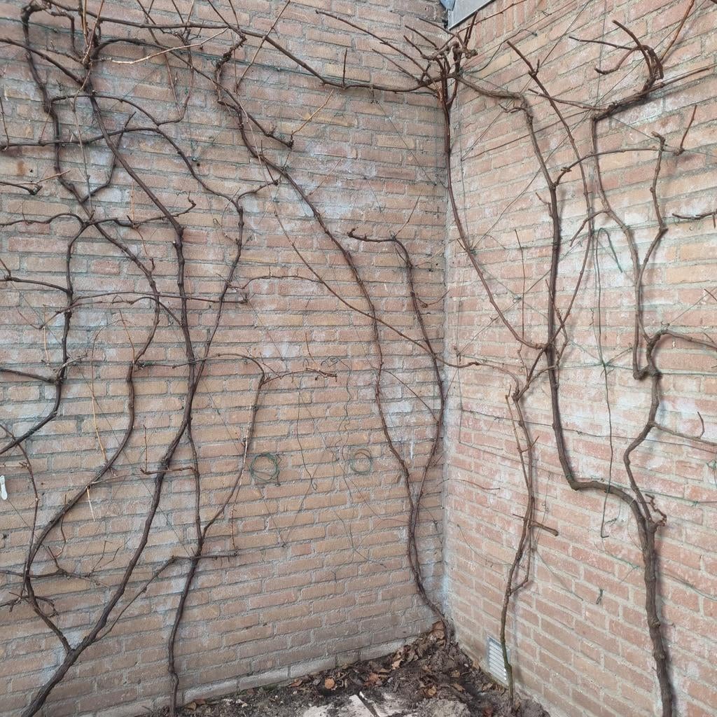 Grote blauwe druifplant. Leker wijndruit/consumptie druif, Tuin en Terras, Planten | Bomen, Overige soorten, Volle zon, Ophalen