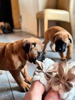 Bullmastiff pups, Dieren en Toebehoren, Honden | Bulldogs, Pinschers en Molossers, België, Particulier, 8 tot 15 weken, Parvo