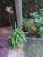 Mooie grote AGAPANTHUS uienbol pluimen  1M, Tuin en Terras, Planten | Tuinplanten, Ophalen, Overige soorten, Volle zon