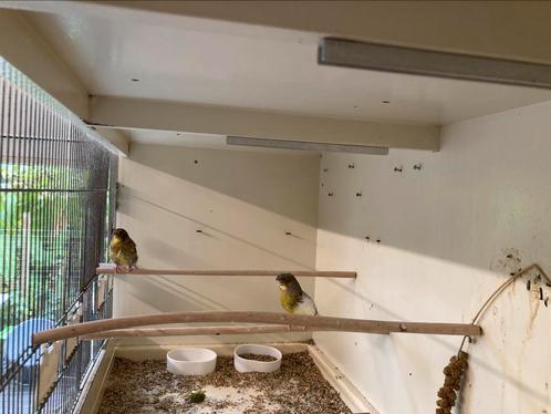 Koppel glosters, Dieren en Toebehoren, Vogels | Kanaries, Postuurkanarie, Meerdere dieren