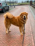 Tibetan Mastiff, Nieuw, Ophalen of Verzenden