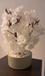 Bloesemboom tafelmodel 50 euro, Ophalen, Nieuw
