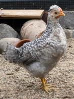 2 jonge hanen (cream legbar en kleurlegger/easter egger)