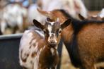 Dwerggeiten | Gezonde, tamme geiten | Passend advies!, Dieren en Toebehoren, Meerdere dieren, Geit, 0 tot 2 jaar