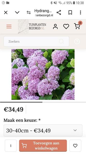 Bijna gratis Grote prachtige hortensia Endless Summer roze beschikbaar voor biedingen