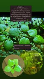 Amazon frogbit (Limnobiumla evigatum), Dieren en Toebehoren, Vissen | Aquaria en Toebehoren, Ophalen of Verzenden, Zo goed als nieuw
