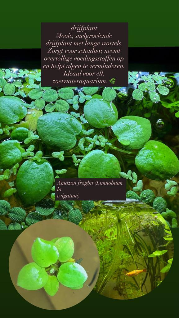 Amazon frogbit (Limnobiumla evigatum), Dieren en Toebehoren, Vissen | Aquaria en Toebehoren, Zo goed als nieuw, Plant(en), Steen of Hout
