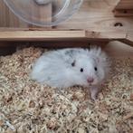 Goudhamster, Dieren en Toebehoren, Knaagdieren, Mei, Mannelijk, Hamster