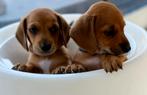 De mooiste, vrolijke DwergTeckel Pups (speciale kleur!!), Dieren en Toebehoren, België, Particulier, 8 tot 15 weken, Korthaar