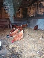 10 jonge bruine Lohmann Leghennen, Dieren en Toebehoren, Vrouwelijk, Kip