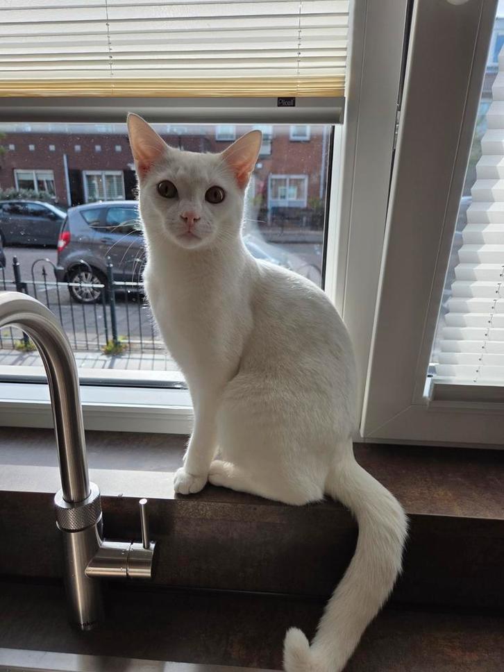 Turkse Angora, Dieren en Toebehoren, Katten en Kittens | Raskatten | Langhaar