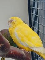 Te koop Splendid parkiet pop., Dieren en Toebehoren, Vogels | Parkieten en Papegaaien, Vrouwelijk, Parkiet