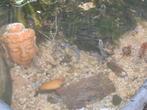Mosselen vijver, Dieren en Toebehoren, Overige Dieren, Januari, Meerdere dieren