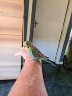 Jonge Grasparkiet split tam 2025, Dieren en Toebehoren, Vogels | Parkieten en Papegaaien, Parkiet, Geringd