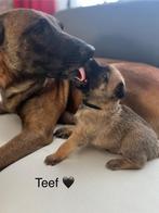Prachtige Mechelse x “Blauwe” Mechelse herder pups!, Dieren en Toebehoren, Honden | Herdershonden en Veedrijvers, 8 tot 15 weken