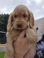 Huiskamer nest engelse cocker spaniel puppys pups, Dieren en Toebehoren, Rabiës (hondsdolheid), 8 tot 15 weken, Meerdere, Meerdere dieren