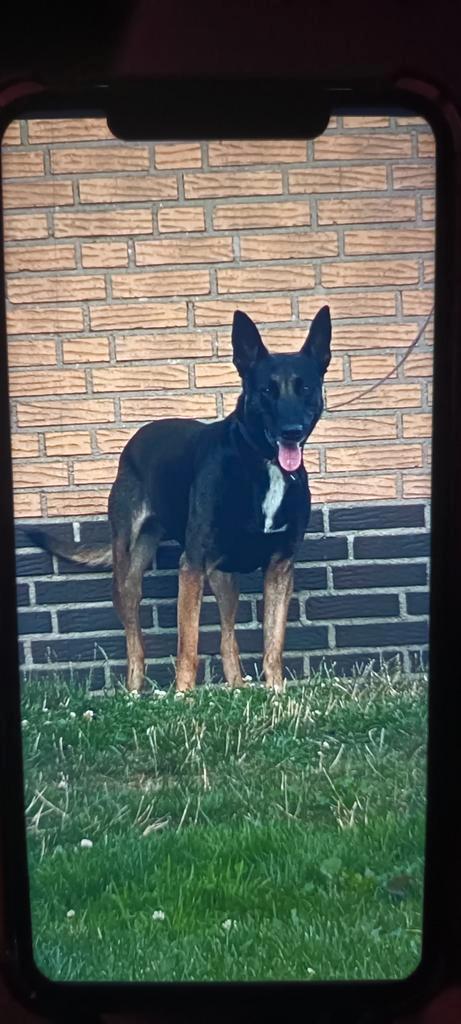 Mechelse herder pups uit goede sportlijnen!  1 TEEF BESCHIKB, Dieren en Toebehoren, Honden | Herdershonden en Veedrijvers, Meerdere dieren