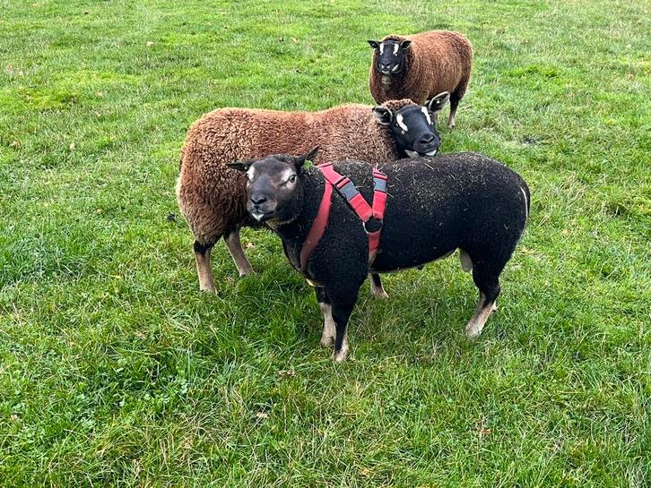 1.5 jarige Dassenkop ram, Dieren en Toebehoren, Schapen, Geiten en Varkens, Schaap, Mannelijk, 0 tot 2 jaar