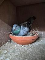 10-tal jonge duiven 2026 uit de kwekers te reserveren, Mannelijk, Postduif