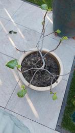 Vijgenboom in grote stenen pot, Ophalen, 100 tot 250 cm, Vijgenboom