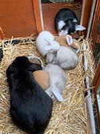 Jonge baby nederlandse hangoor konijnen, Dieren en Toebehoren, Meerdere dieren, Hangoor