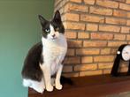 lieve en sociale kat zoekt een lieve baas. (Incl spullen), Kater
