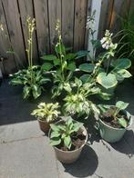 Mooie hosta s en meer 4.95 pst, Vaste plant, Halfschaduw, Zomer, Ophalen
