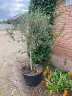 olijfboom olijf olijfbomen, Bloeit niet, Ophalen of Verzenden, 100 tot 250 cm, Olijfboom
