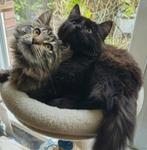 Kitten Maine coon vrouw, Dieren en Toebehoren, Katten en Kittens | Raskatten | Langhaar, Poes